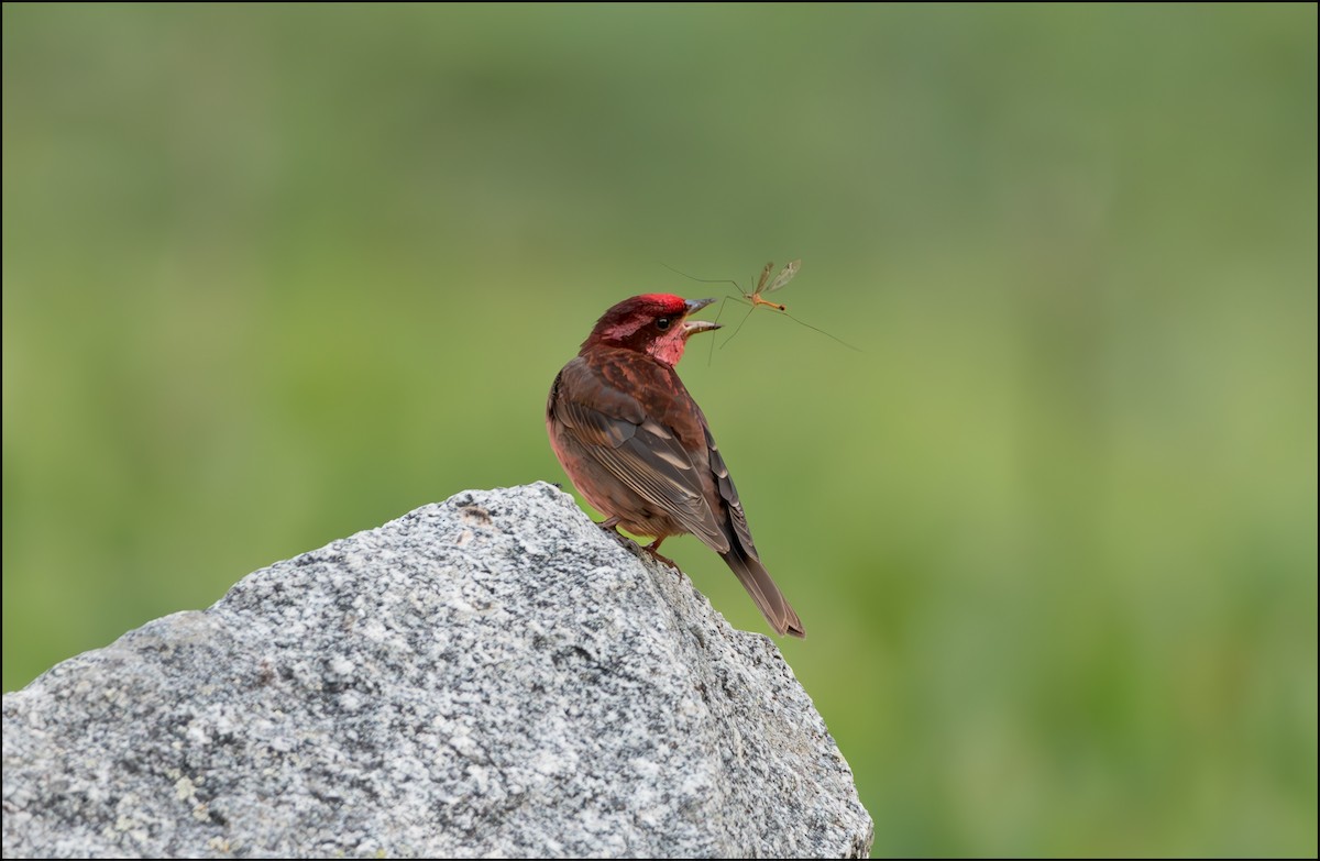 Dark-breasted Rosefinch - ML623177508