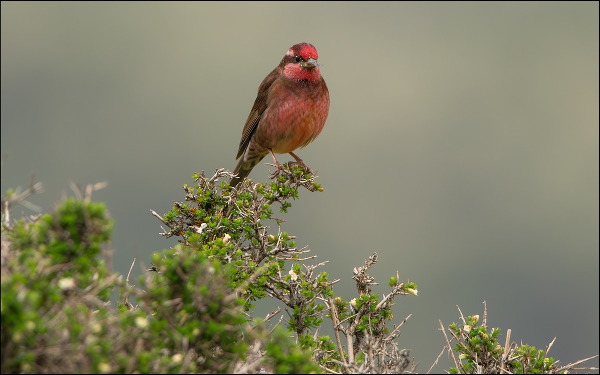 Dark-breasted Rosefinch - ML623177509