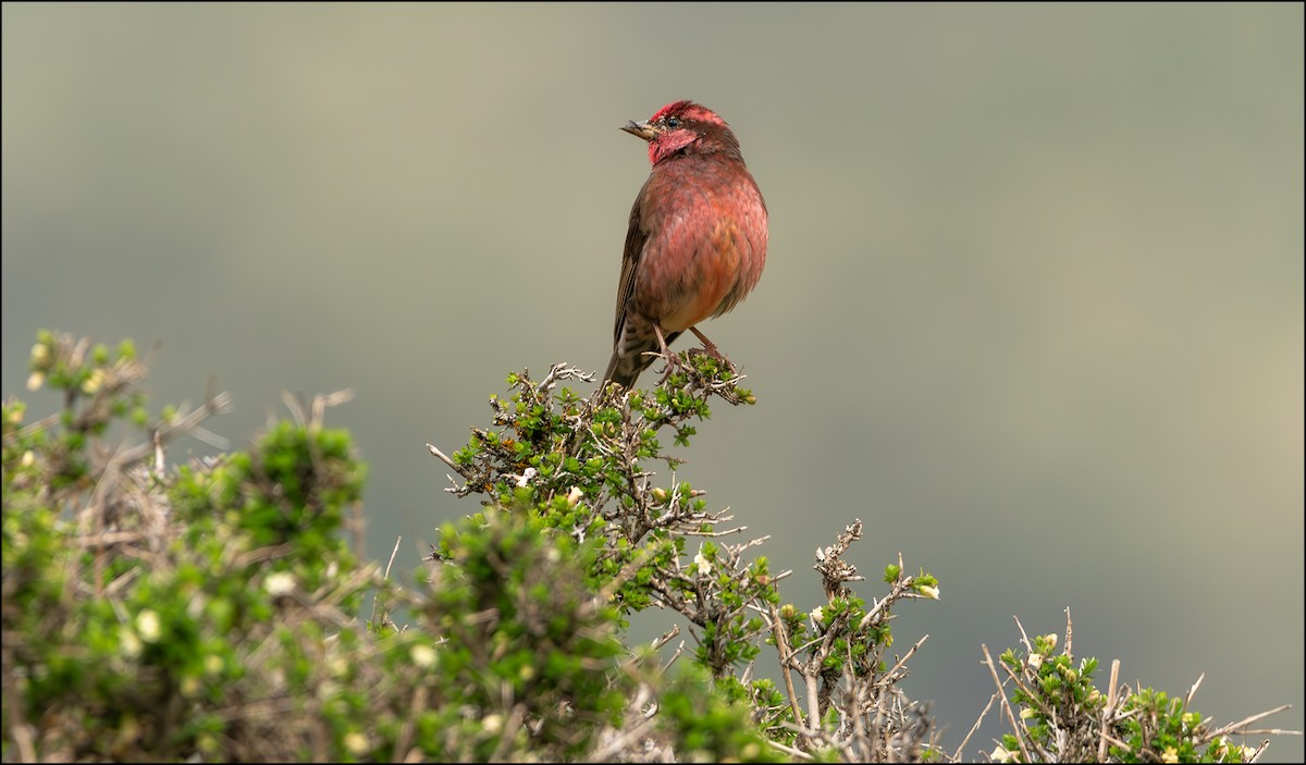 Dark-breasted Rosefinch - ML623177510