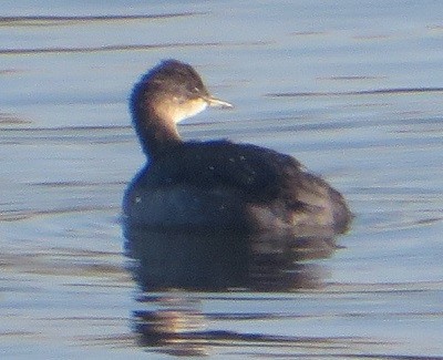 Eared Grebe - Ian Fallas