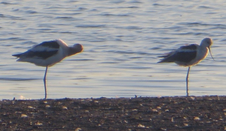 American Avocet - ML623177515