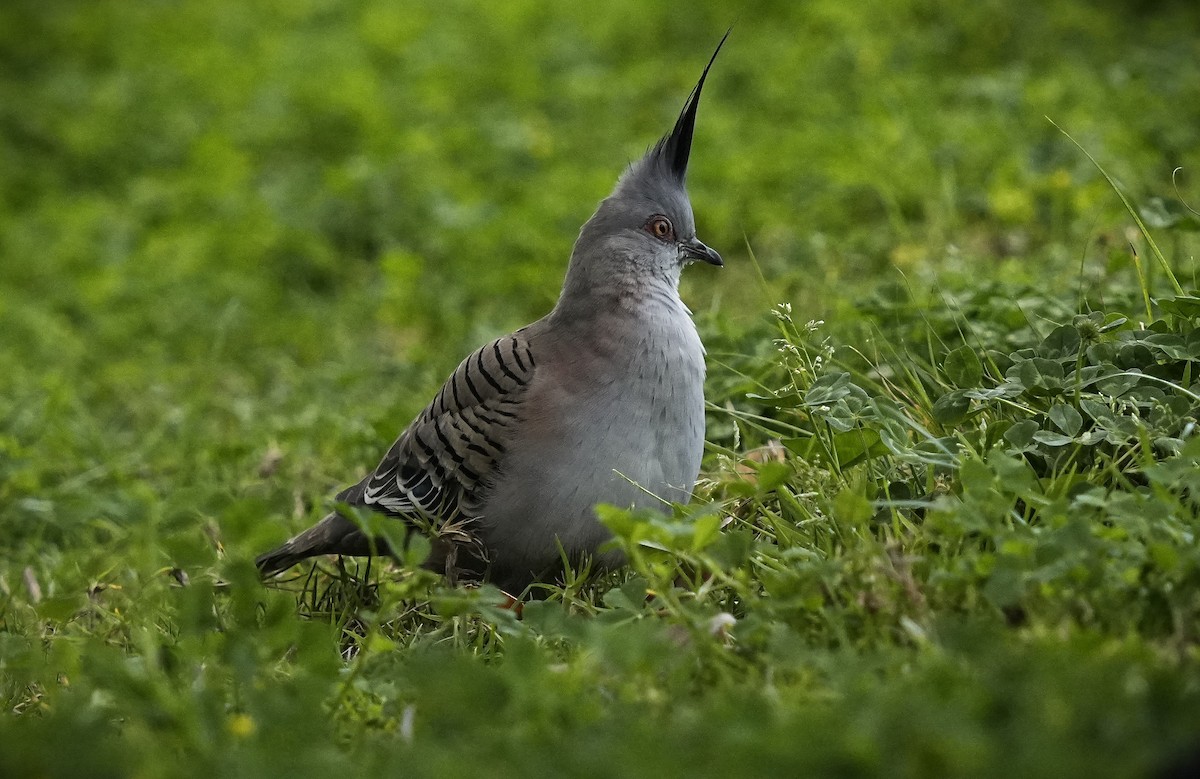 Crested Pigeon - ML623177563