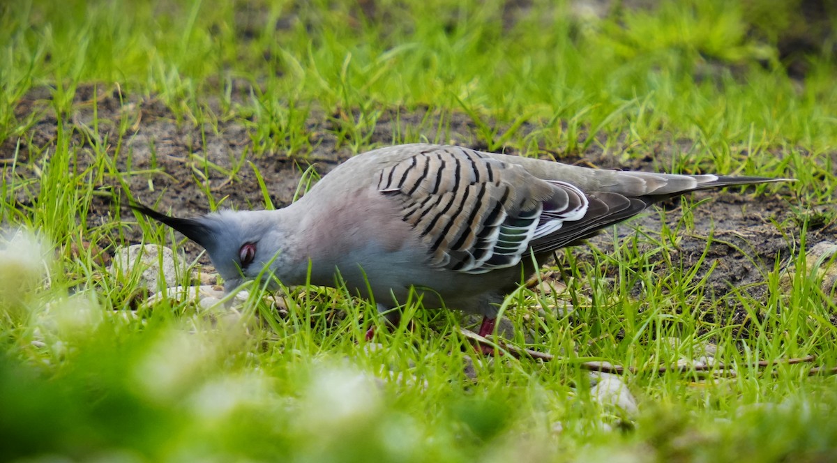 Crested Pigeon - ML623177564