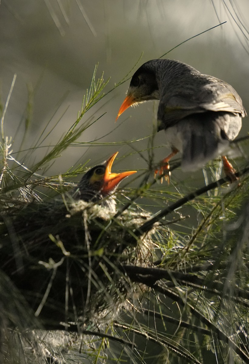 Noisy Miner - ML623177631