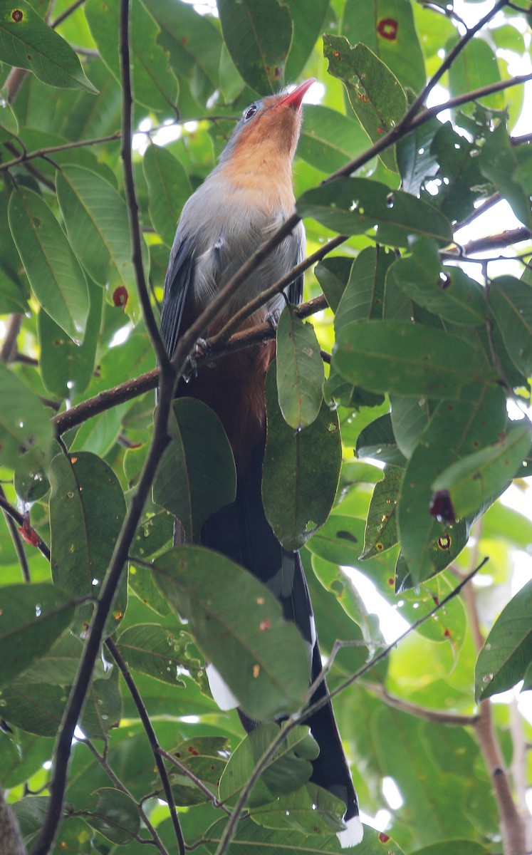 Red-billed Malkoha - ML623177651