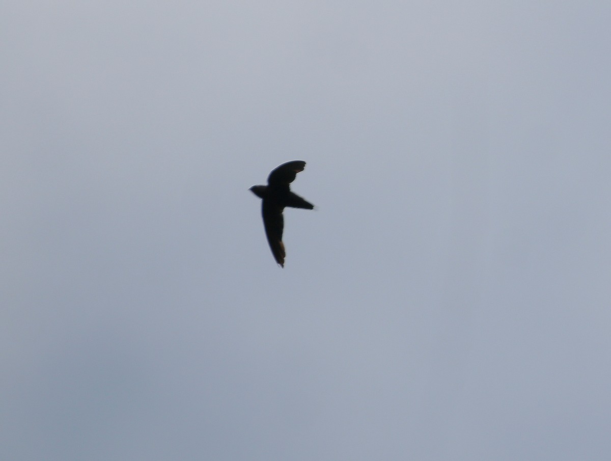 Silver-rumped Spinetail - ML623177664