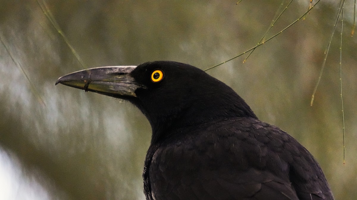 Pied Currawong - ML623177681