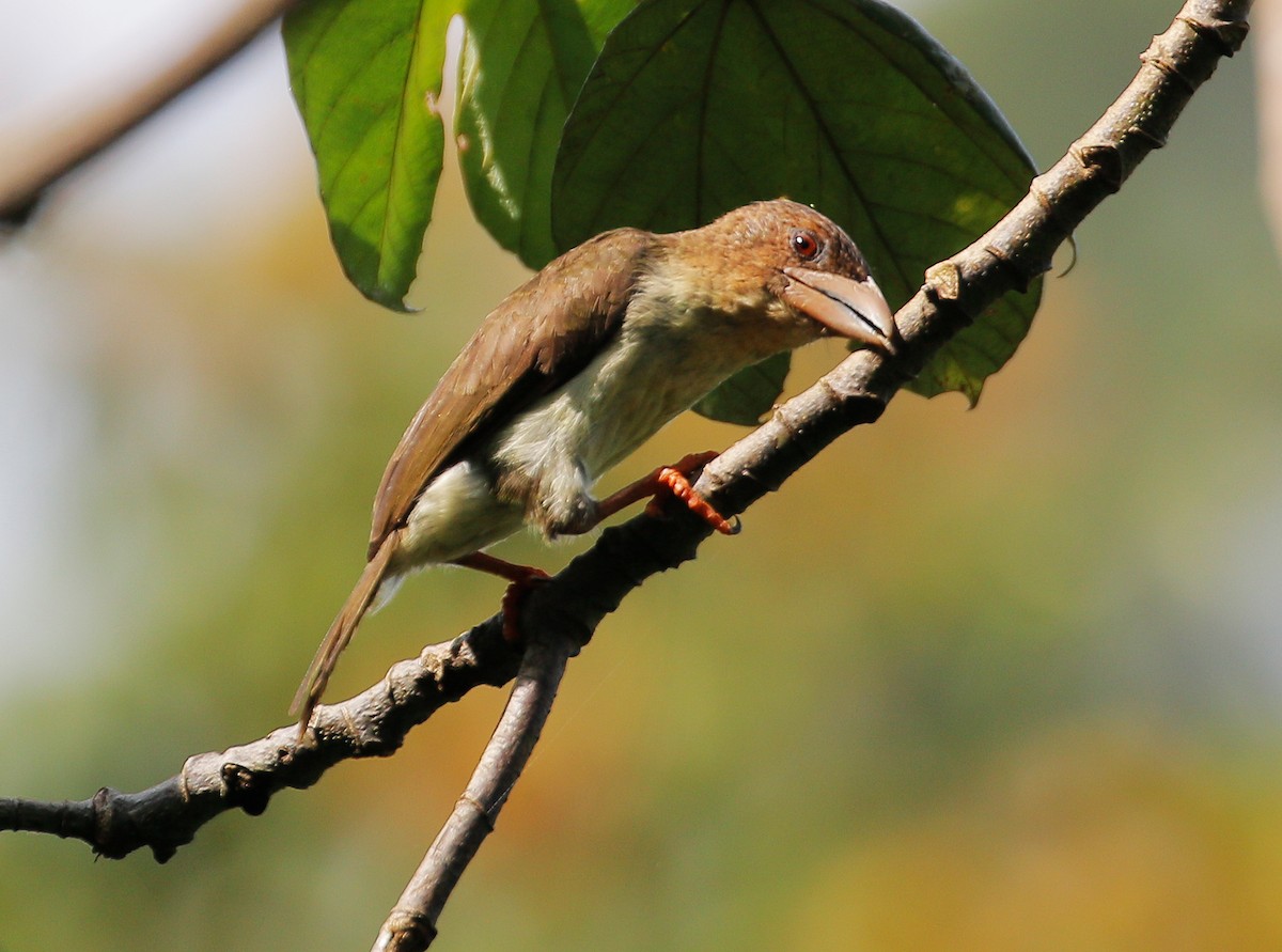 Sooty Barbet - ML623177682