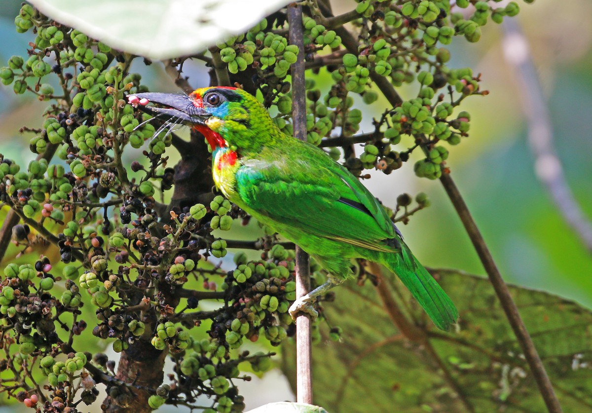 Red-throated Barbet - ML623177683