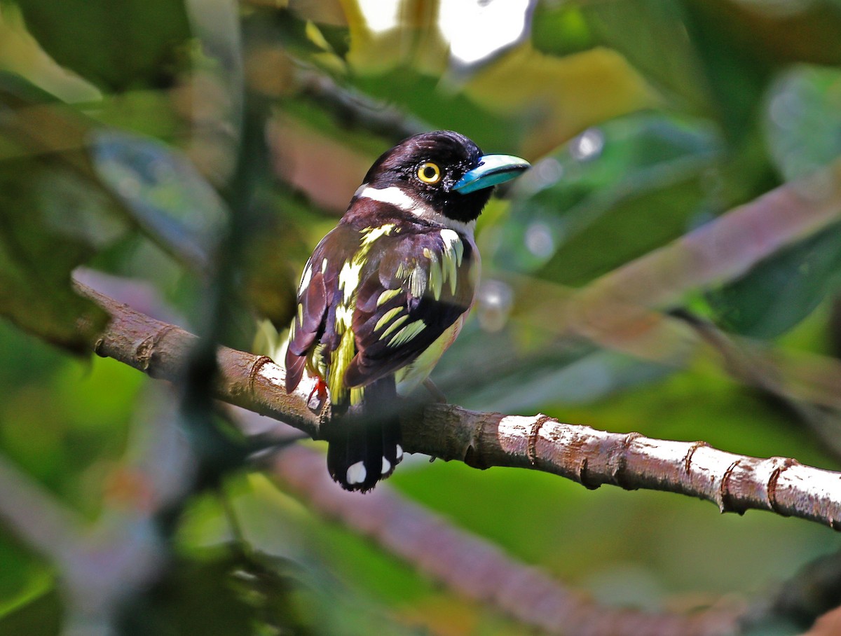 Black-and-yellow Broadbill - ML623177687