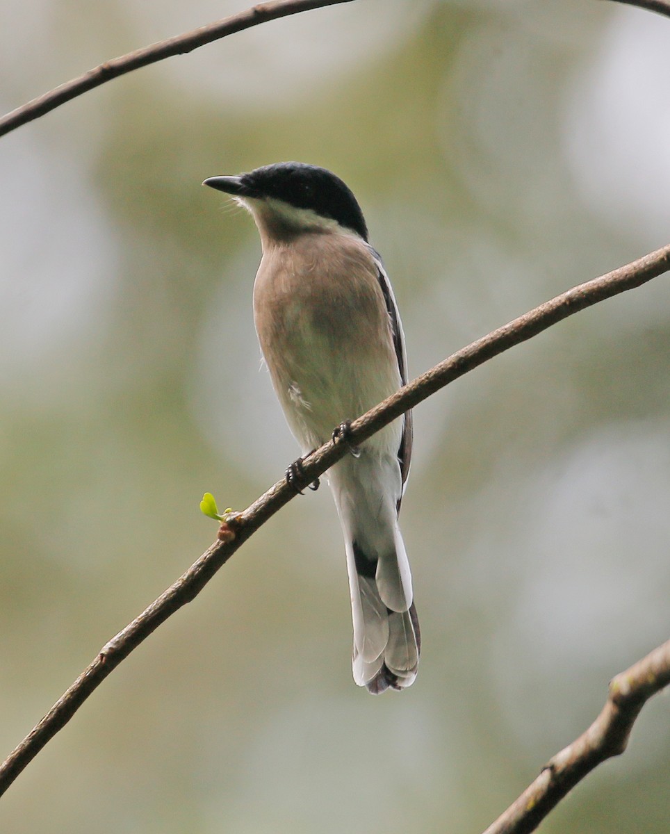 Bar-winged Flycatcher-shrike - ML623177688