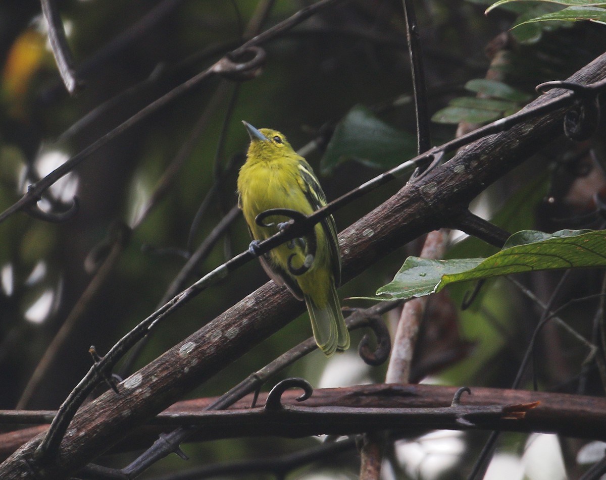 Green Iora - ML623177690