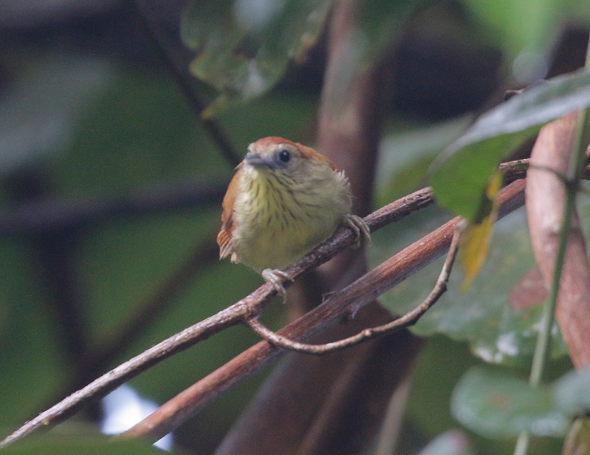 Pin-striped Tit-Babbler - ML623177706