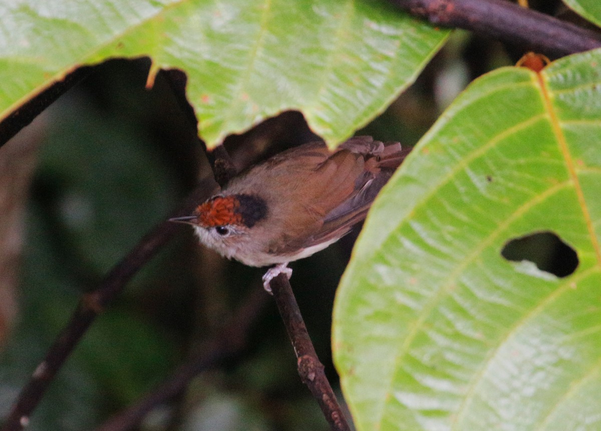 Scaly-crowned Babbler - ML623177715