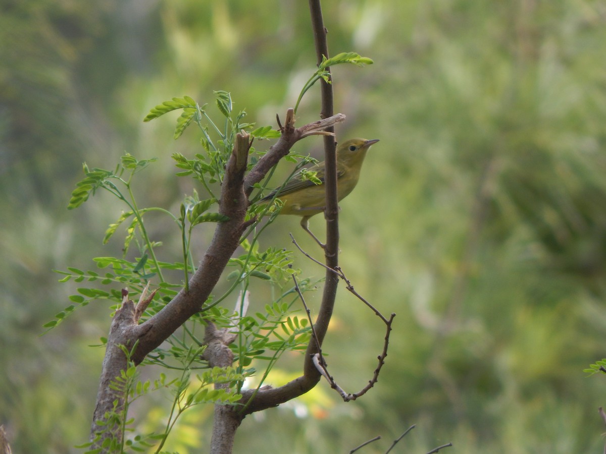 Paruline jaune - ML623177717