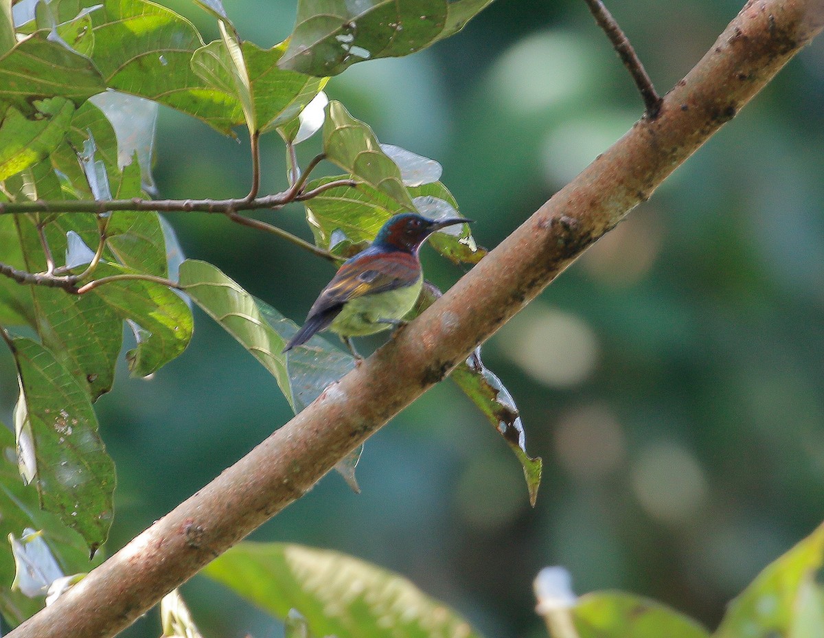 Red-throated Sunbird - ML623177718