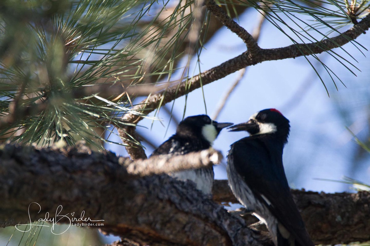 Acorn Woodpecker - Lyndie Mason Warner