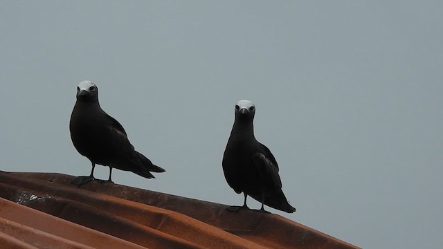 インドヒメクロアジサシ - ML623177890