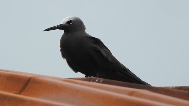 インドヒメクロアジサシ - ML623177891