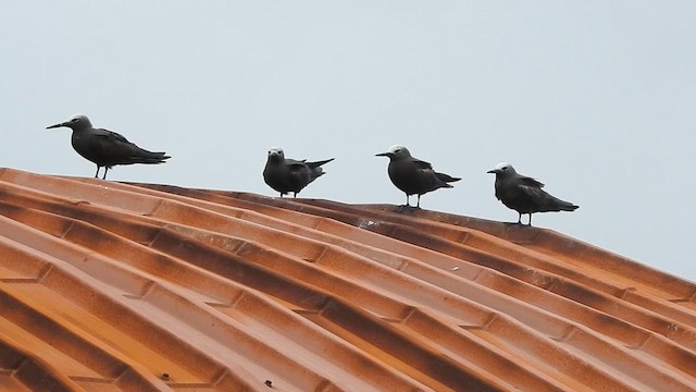 インドヒメクロアジサシ - ML623177892