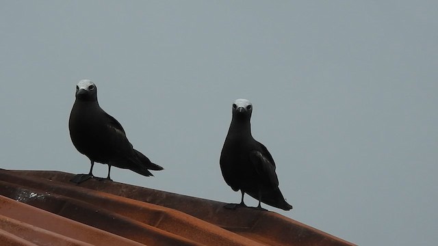 インドヒメクロアジサシ - ML623177894