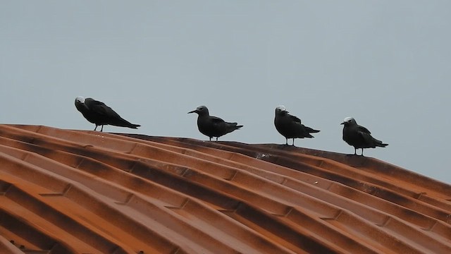 インドヒメクロアジサシ - ML623177895