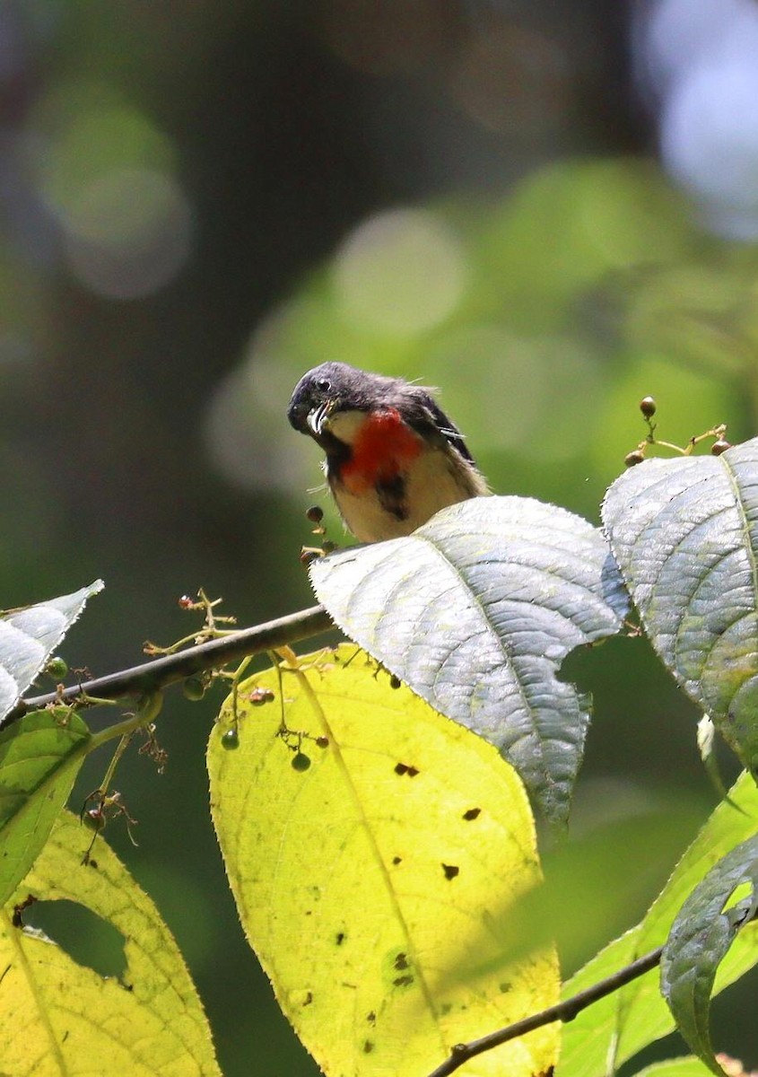 Blood-breasted Flowerpecker - ML623177909