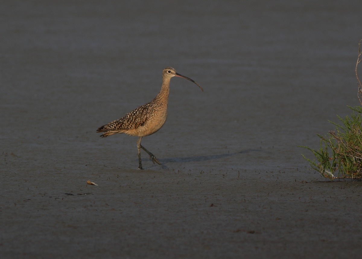 Long-billed Curlew - ML623178014