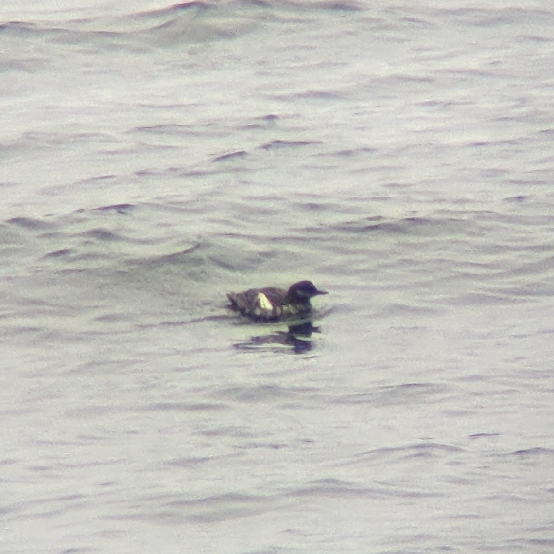 Guillemot colombin - ML623178017