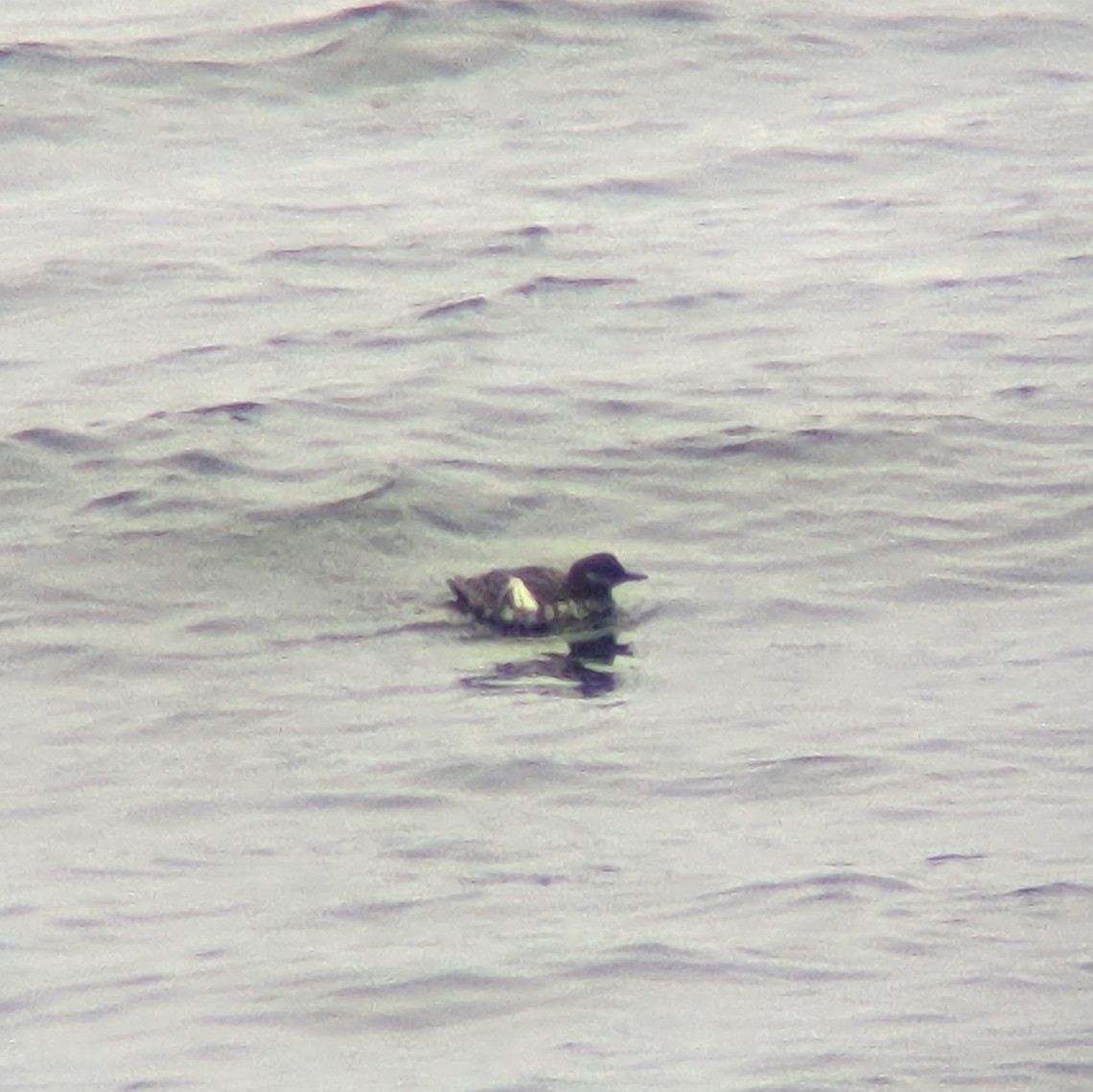 Pigeon Guillemot - ML623178017