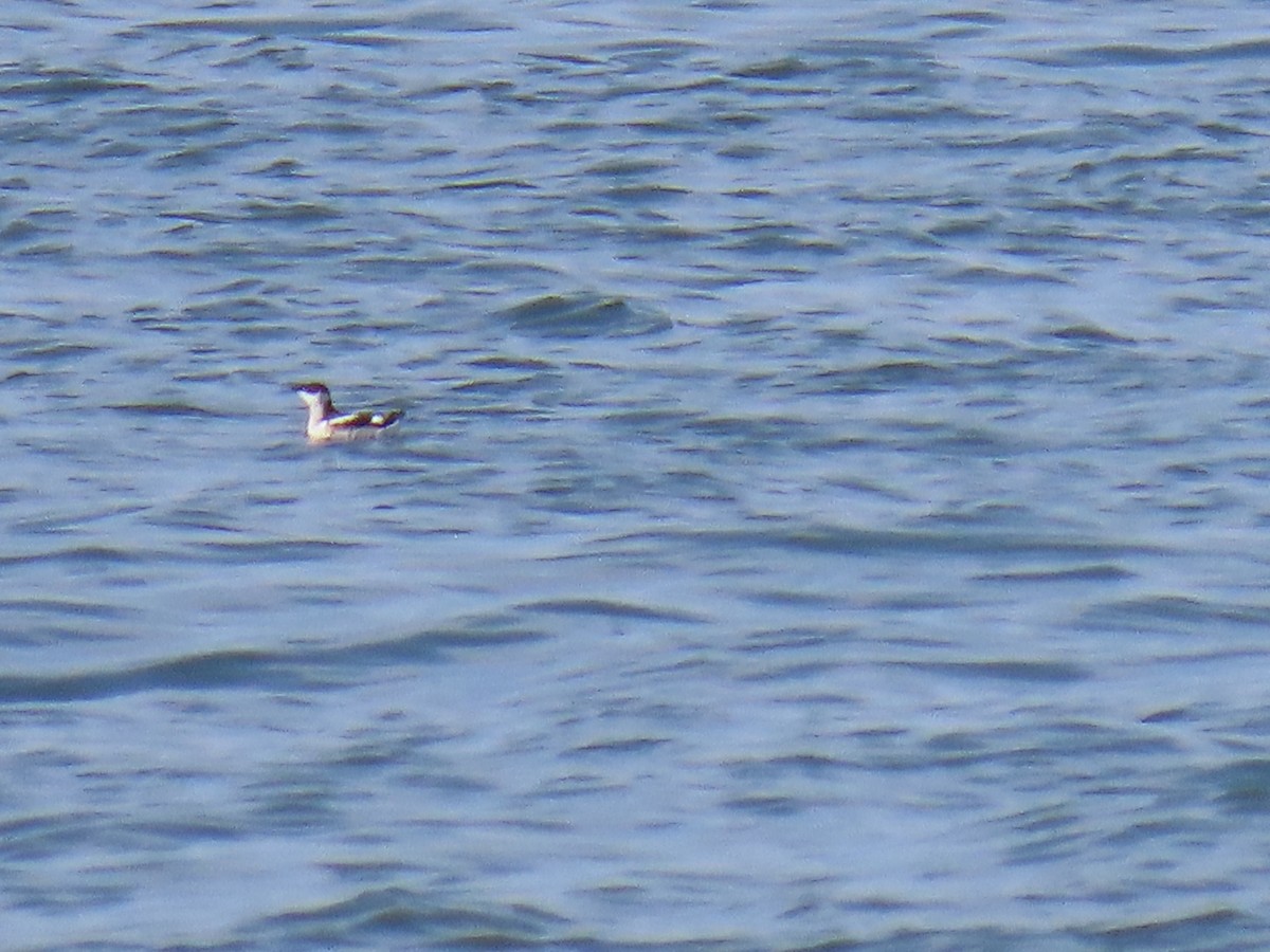 Marbled Murrelet - ML623178343