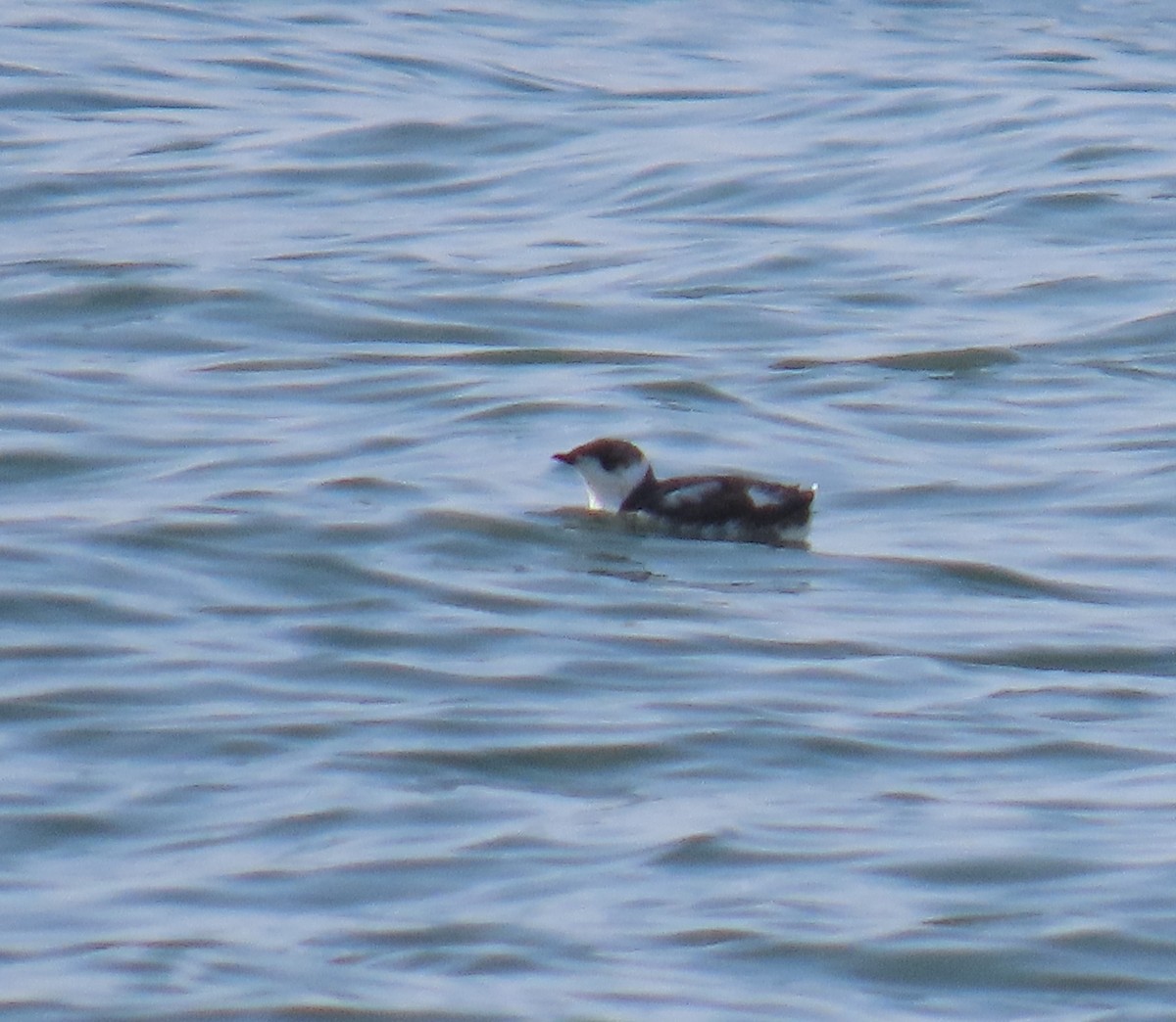 Guillemot marbré - ML623178348