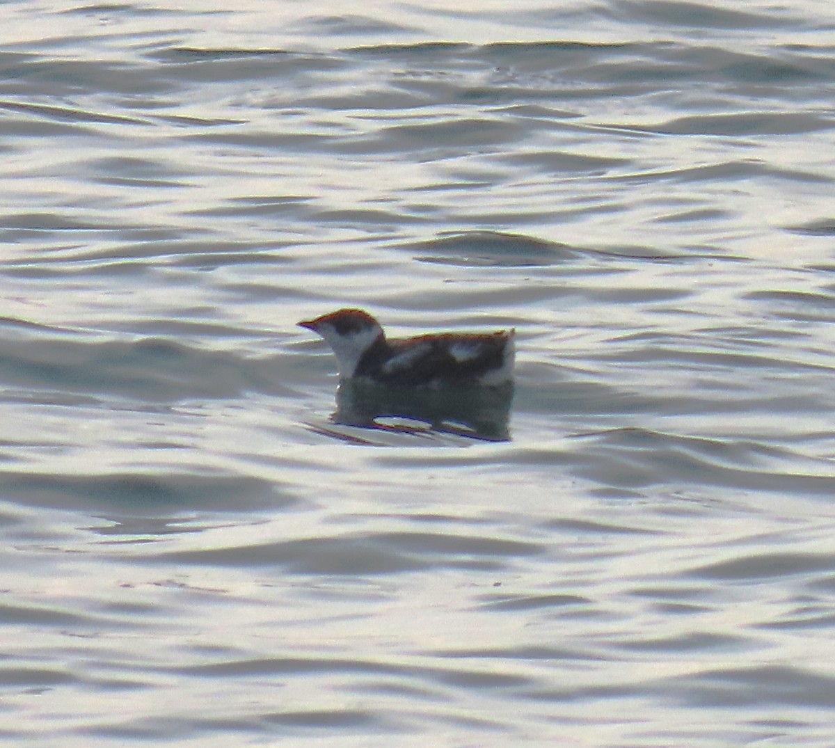 Marbled Murrelet - ML623178349