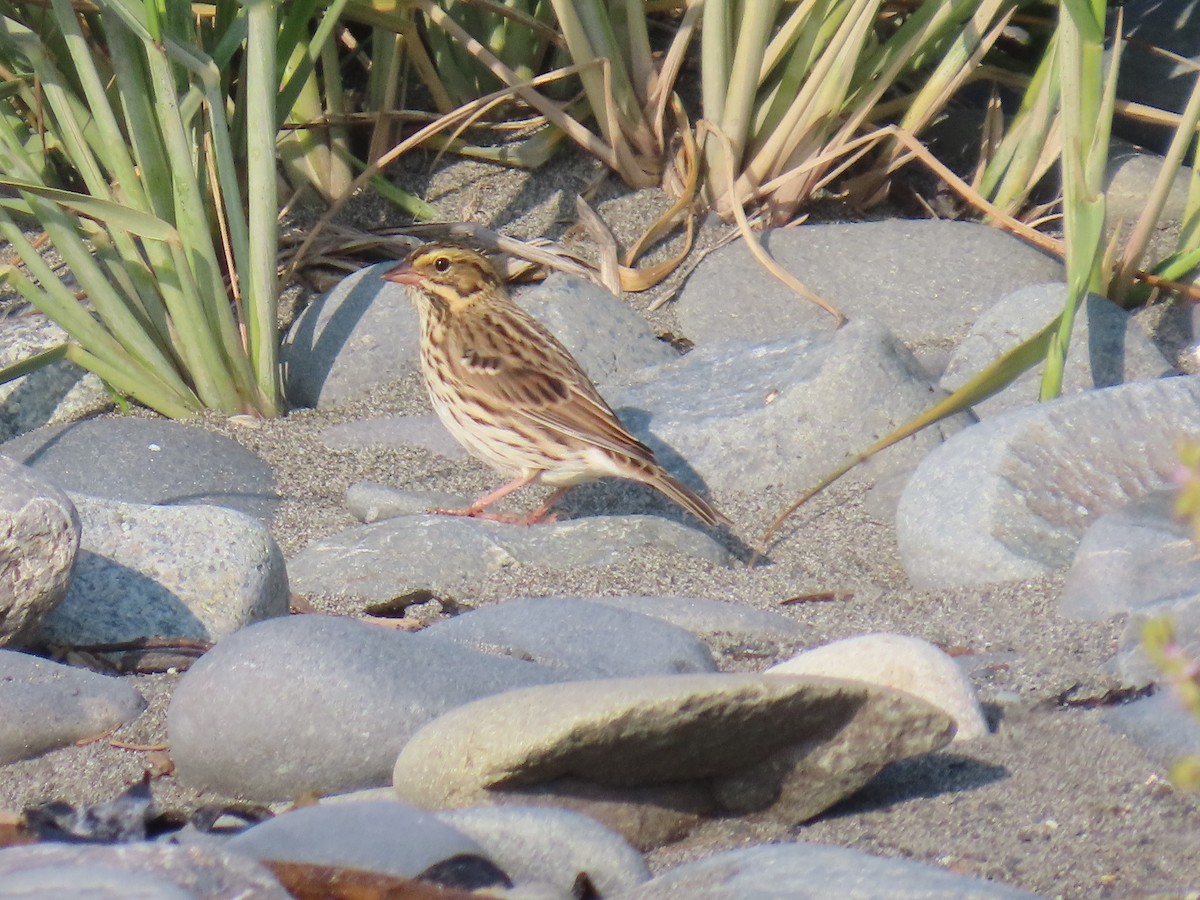 Savannah Sparrow - ML623178363