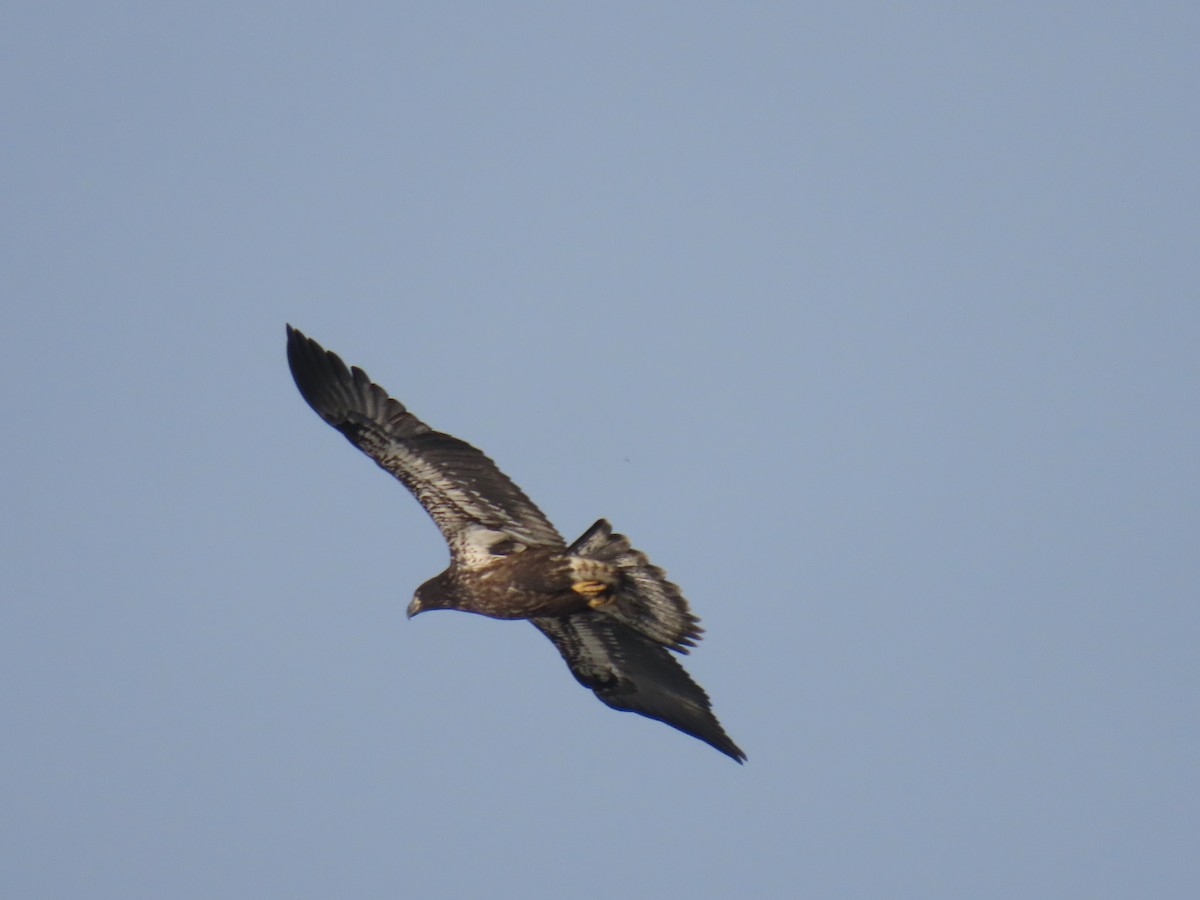 Bald Eagle - ML623178369