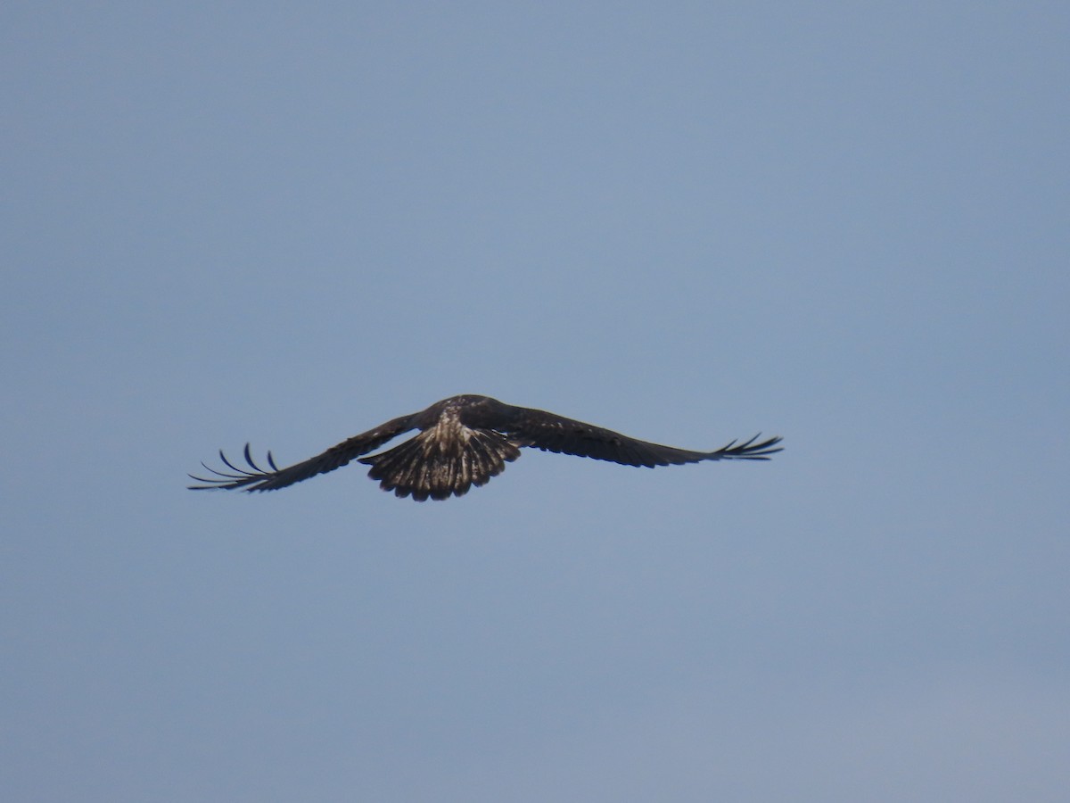 Bald Eagle - ML623178375