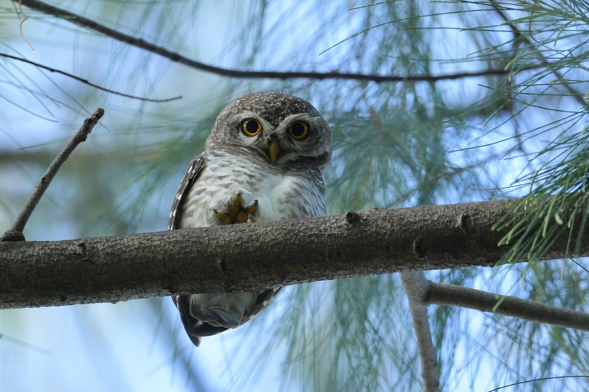 Spotted Owlet - Supaporn Teamwong