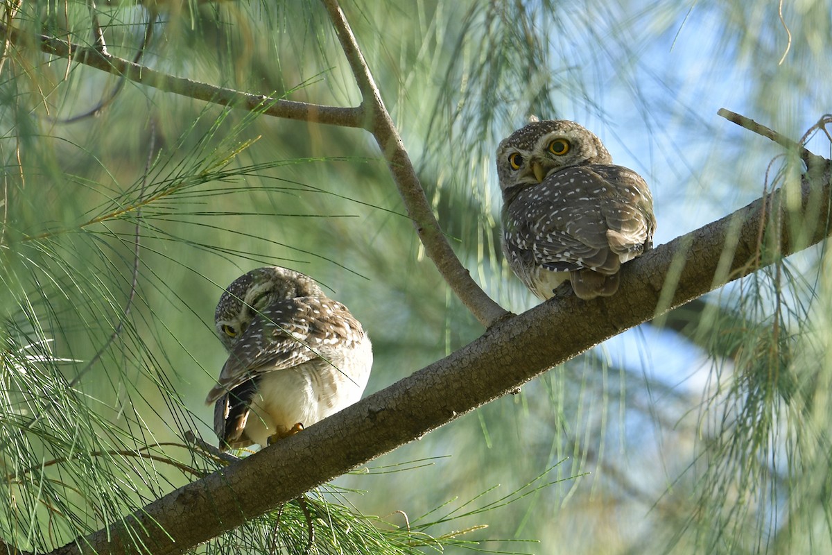 Spotted Owlet - Supaporn Teamwong