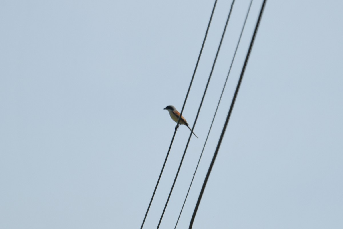 Burmese Shrike - Supaporn Teamwong