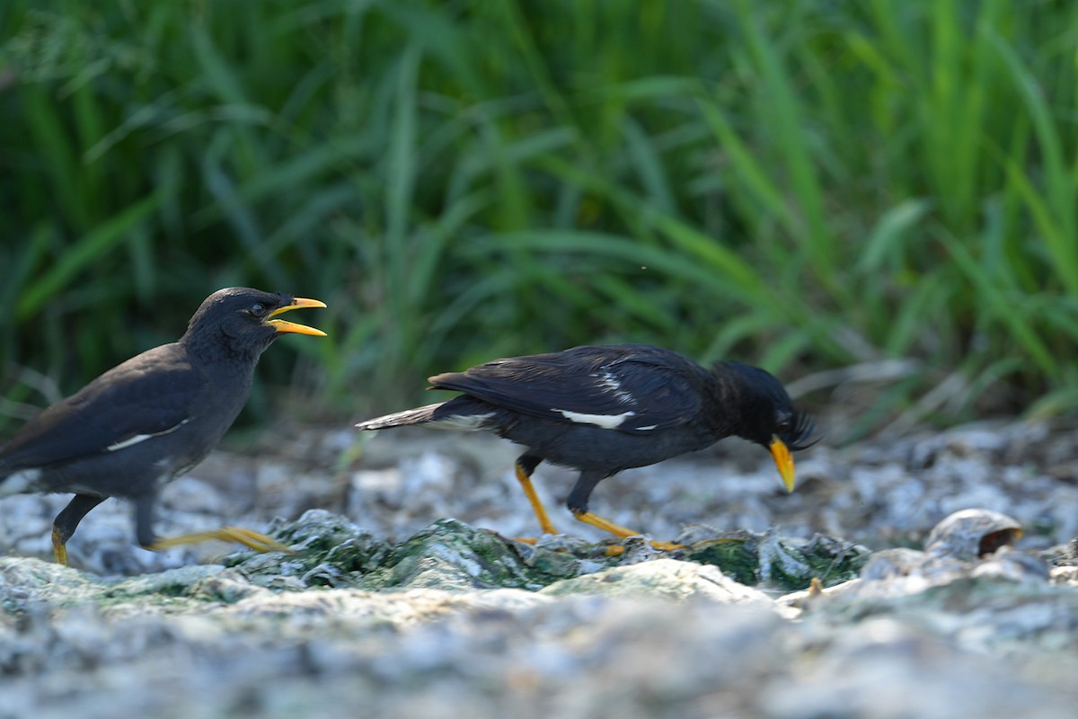 Great Myna - Supaporn Teamwong