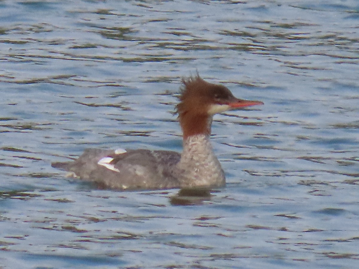 Common Merganser - ML623178419