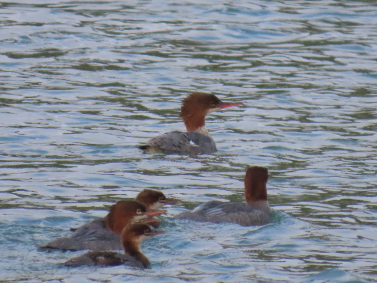 Common Merganser - ML623178424