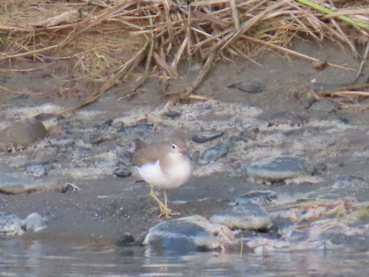 Spotted Sandpiper - ML623178457