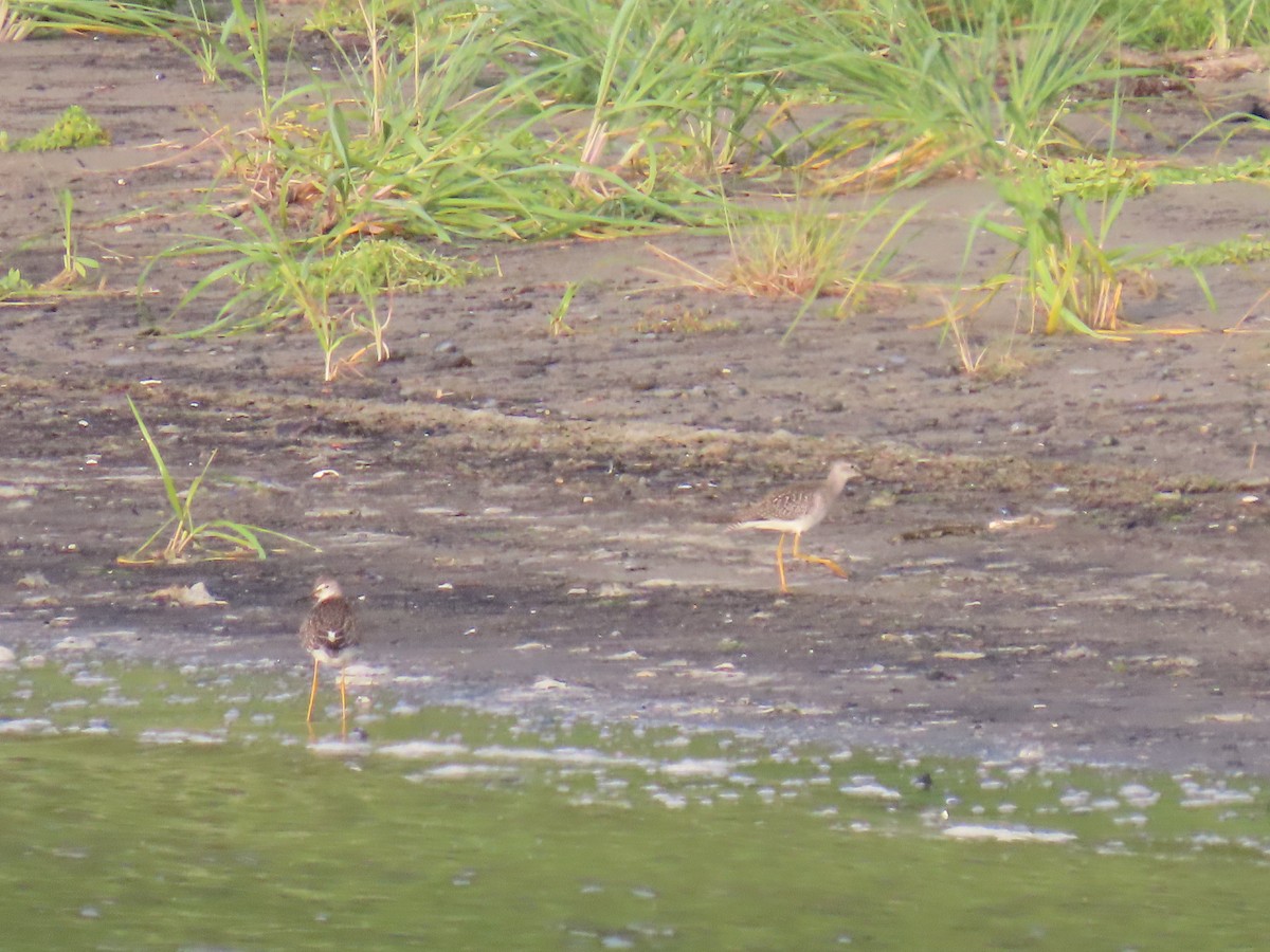 Lesser Yellowlegs - ML623178490