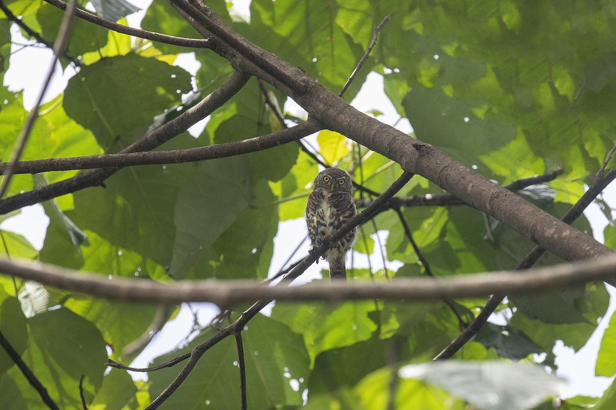 Collared Owlet - ML623178509