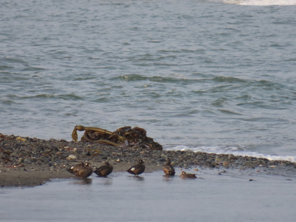 Harlequin Duck - ML623178519