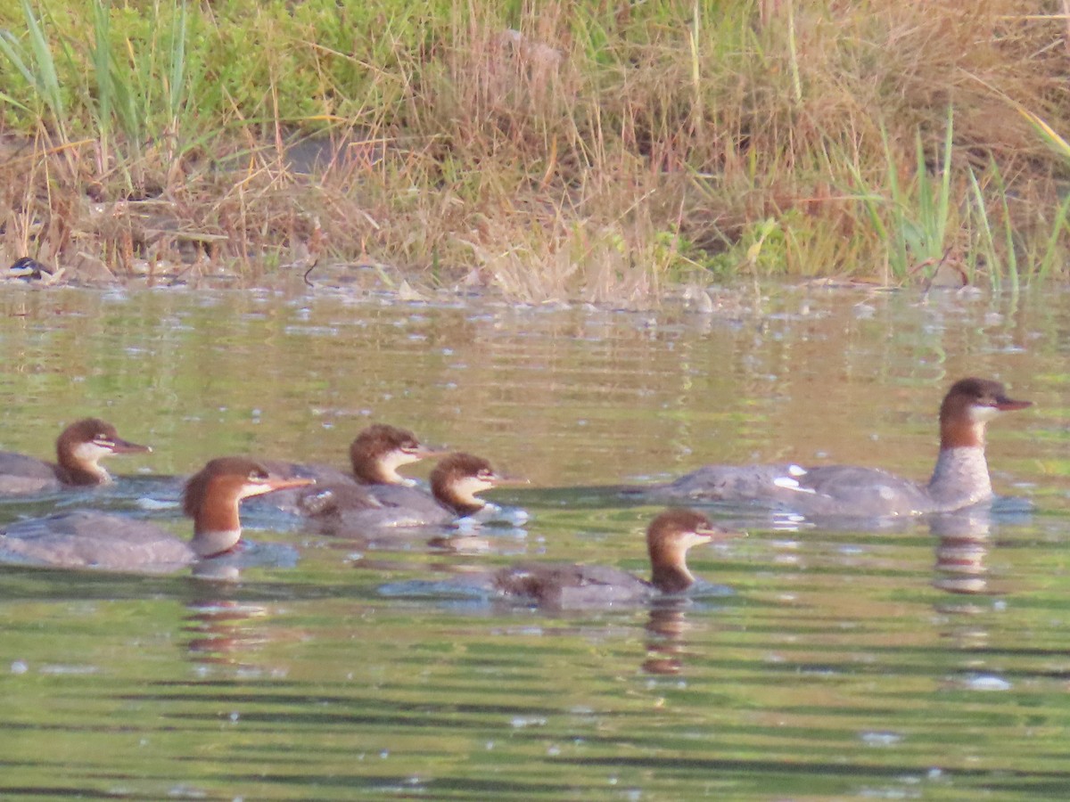 Common Merganser - ML623178529