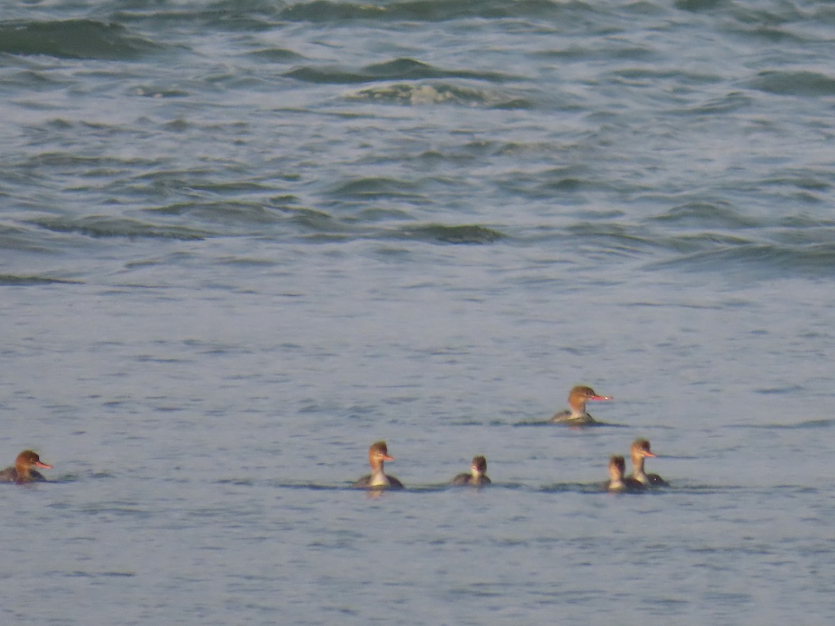 Red-breasted Merganser - ML623178543