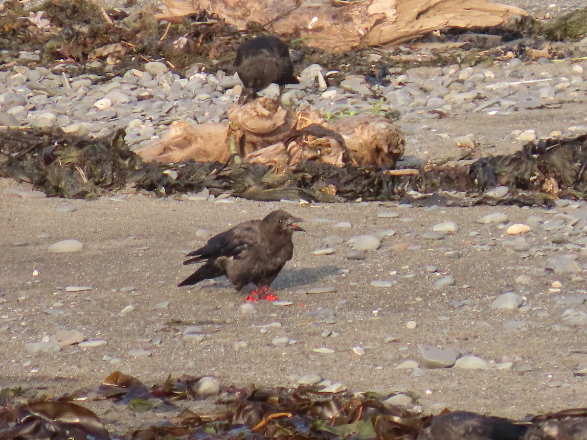 American Crow - ML623178570