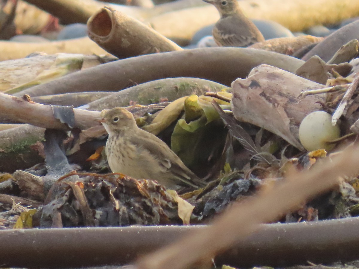 American Pipit - ML623178584